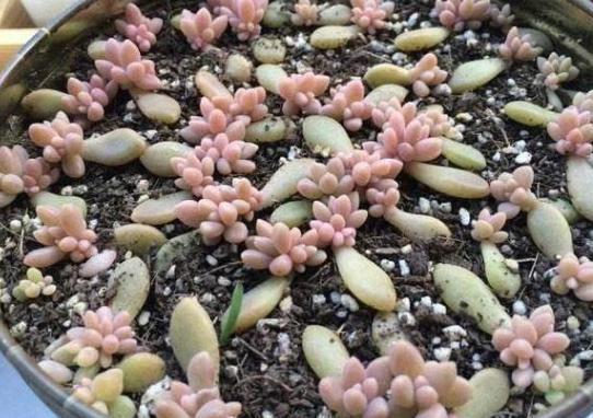 叶插多肉技巧分享掌握4个要点，一片叶子就能生根发芽成株