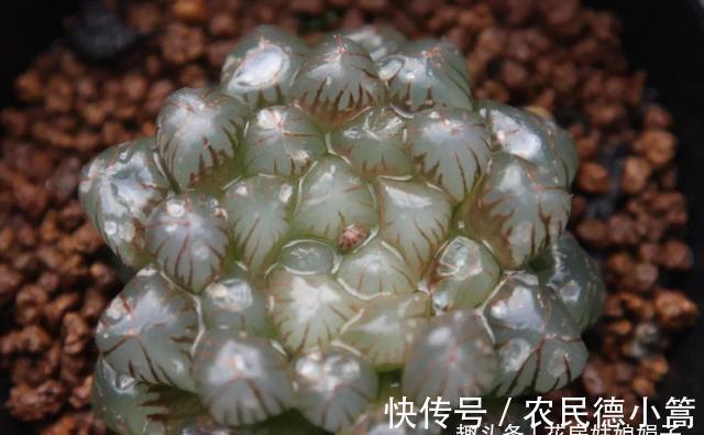 新手选这些“普货”多肉来养，好养又省心，养出状态来也很漂亮
