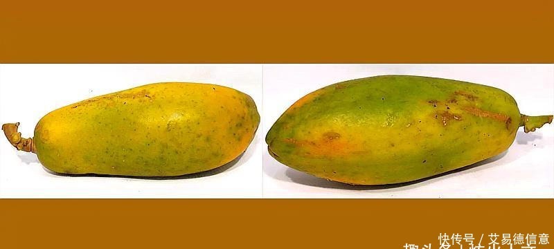 真乳的木瓜|红楼梦写安禄山木瓜怎么回事?曹雪芹对皇宫描写太直白