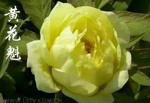 喜欢牡丹花，却一不小心买到芍药！附牡丹花品种图鉴大全