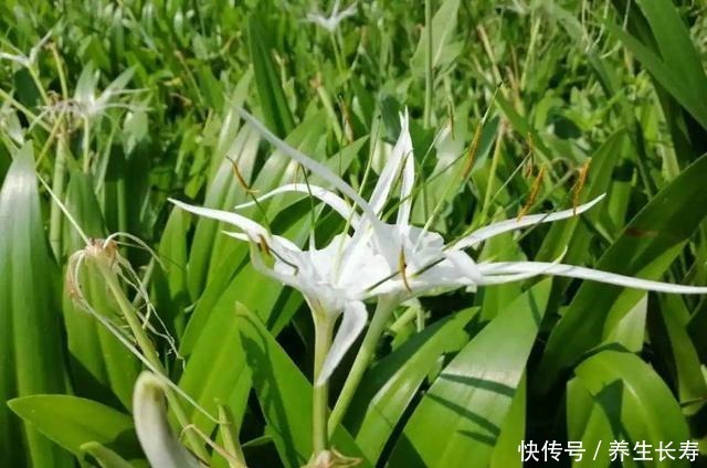 有些花名字太奇葩，叫出口太尴尬，开花却很美！