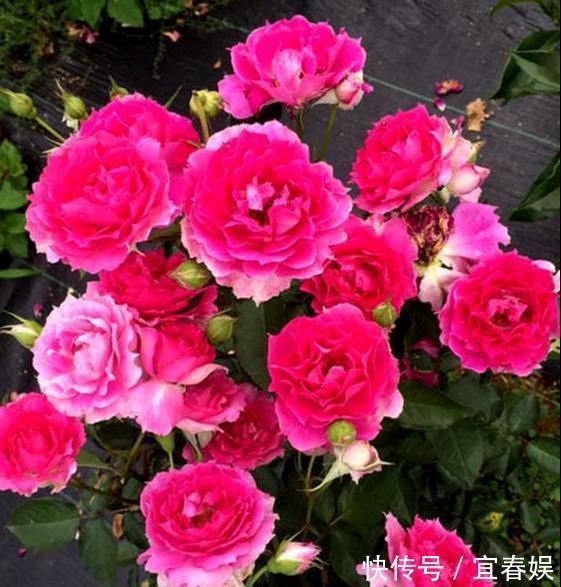 战斗机|此花耐热耐旱,花色艳红,香气四溢,四季开花,誉为开花战斗机