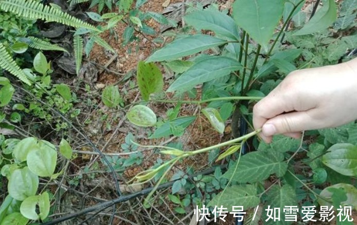 大块头|山里若有这种“大块头”,请你多拿几个麻袋去装,有价值