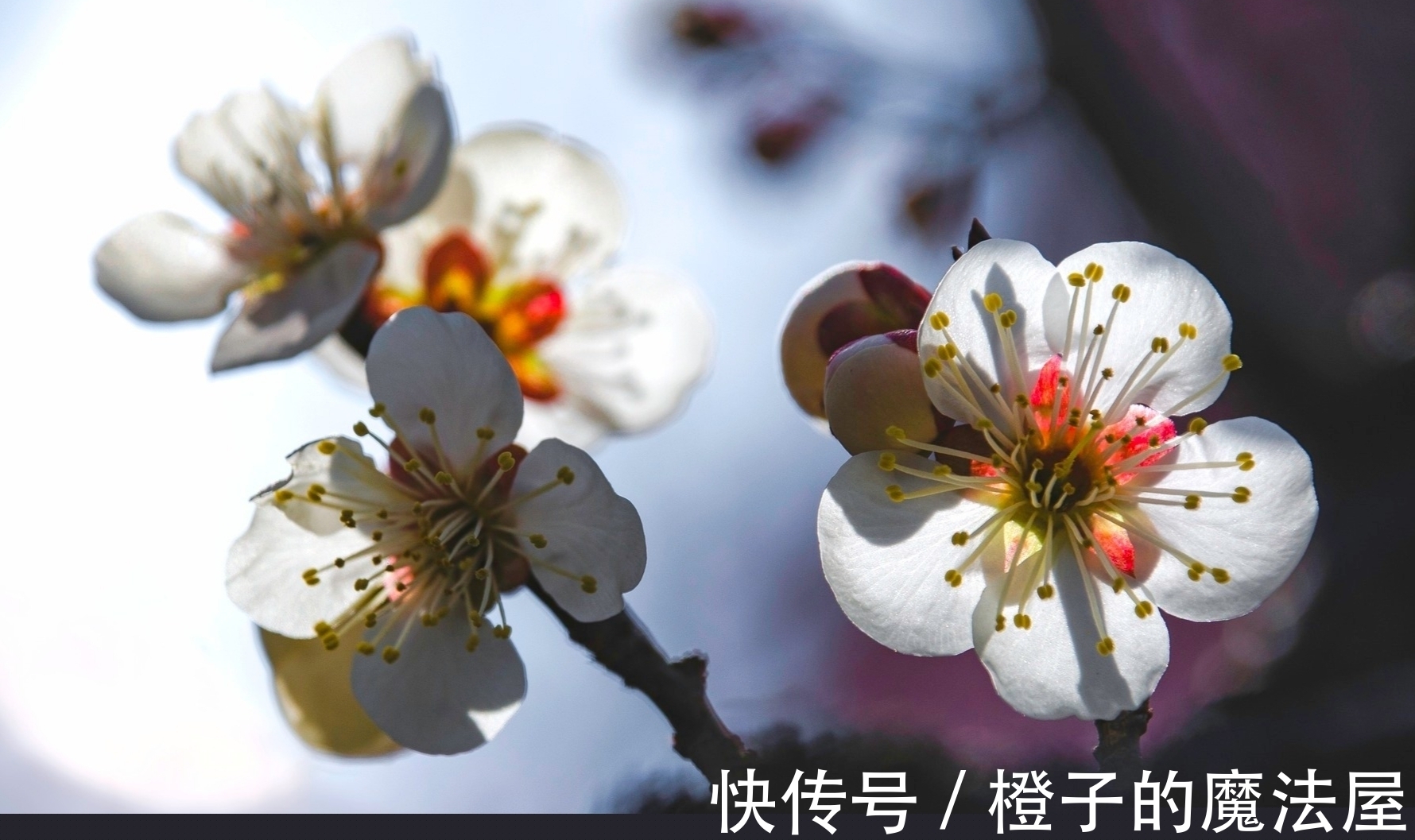 几回春!梅·七绝·十二首丨此夜愁来诗对酒,诗伤酒烈寄君家