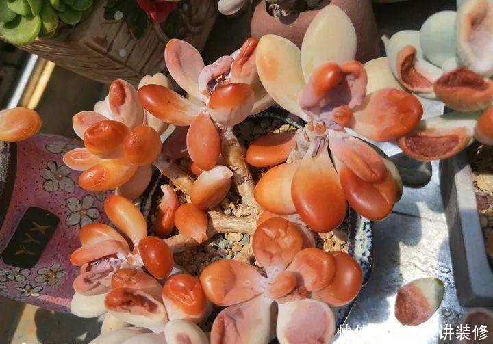 爸妈不在家,我在院子里疯狂种多肉,倍儿爽