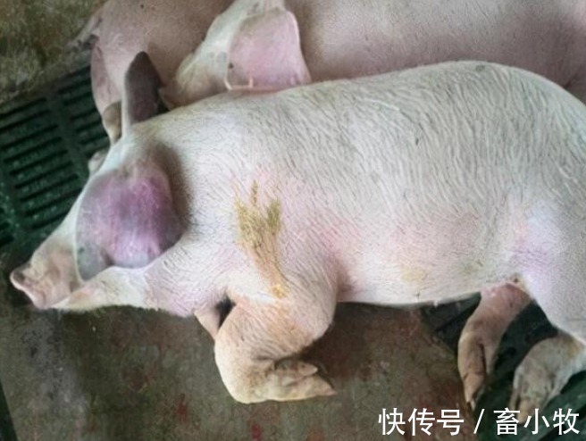 猪群|猪咳嗽用什么药效果好?猪咳嗽怎么治最有效?本文教你好方法