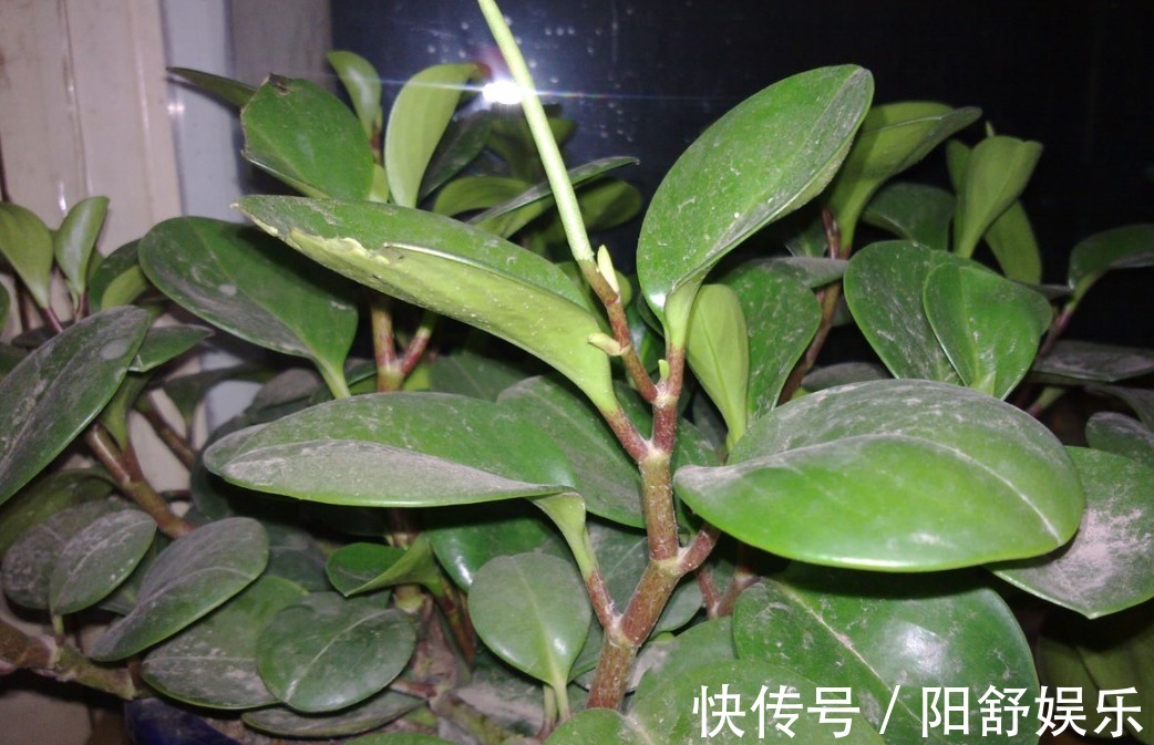 想在桌面养一盆植物,可以试试这种多肉,养护简单,叶片四季常绿