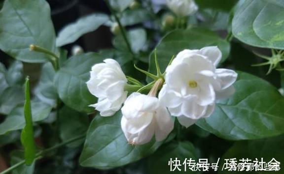 茉莉花|养好茉莉花，这一步“不能缺”花开一茬接一茬，连续不间断