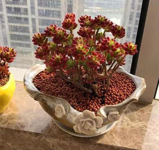 气根|多肉虹之玉长气生根,该如何对症解决学着这么办好减少伤亡