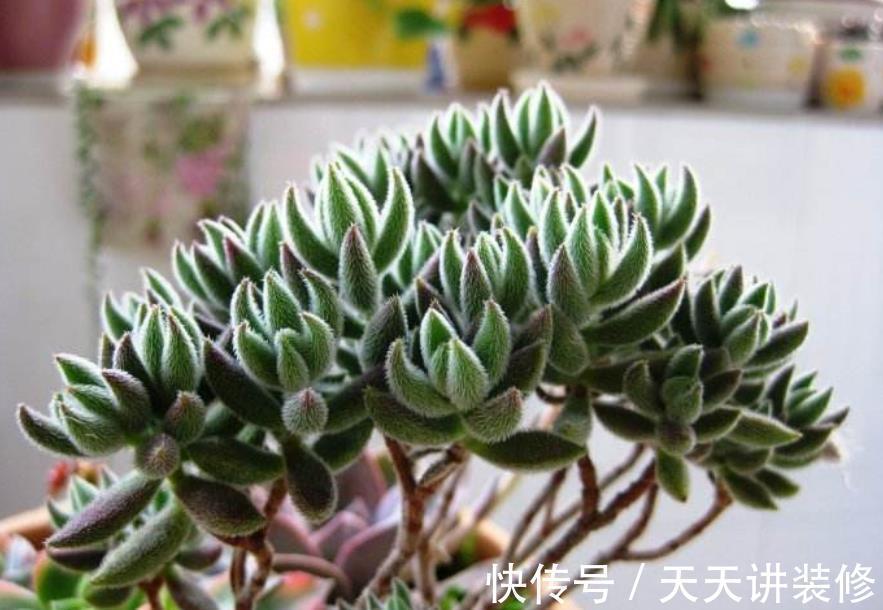 5种精致小巧的多肉植物,个个养成直立桩,造型别致好像艺术品