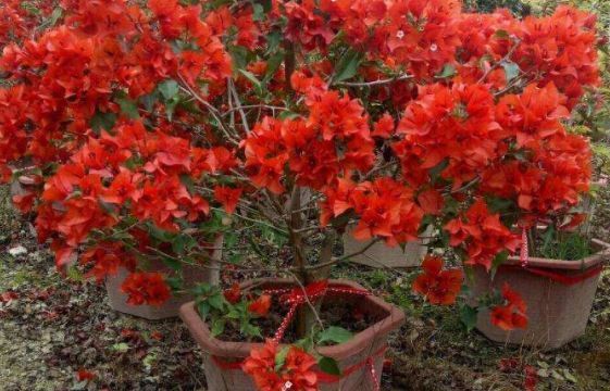 新手养花，不如养盆花中精品“热火桑巴”，娇艳欲滴，清新喜悦