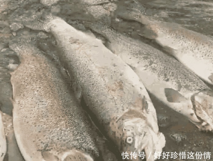 黄河出现“入侵物种” 渔民捕获大量斑点怪鱼, 钓友 这是三文鱼!