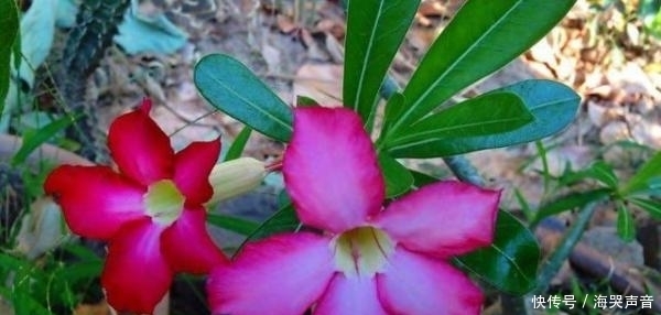 沙漠|沙漠玫瑰,掌握这些,长得既好看,又霸气