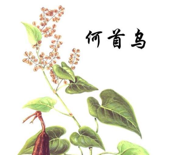 何首乌|这十种中药，用好是良药，没用好是“毒”药