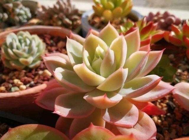 冬天里的多肉,做好“两件事”,安心过冬,不徒长状态更美