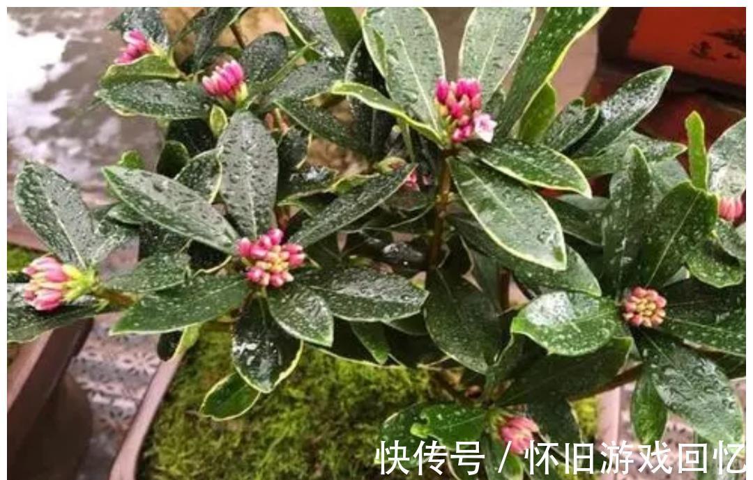 植株|5种喜“半阴花”，入冬以后多见阳光，长得旺早开花