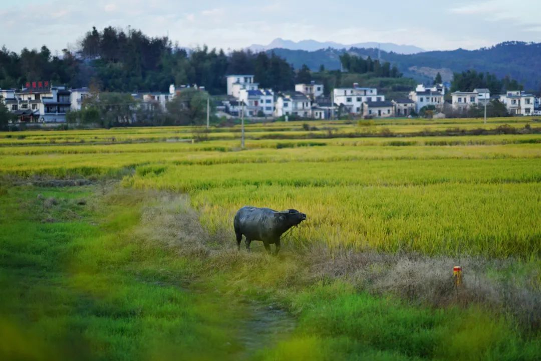 徽派|一座搬来的古村，20余栋几近坍塌的徽派民居，拼成了黟县画里乡村