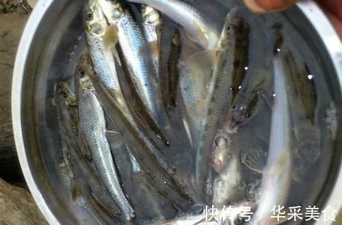 鱼种|长江中渐渐消失的鱼种,浑身棍子肉,俗称“船丁子”