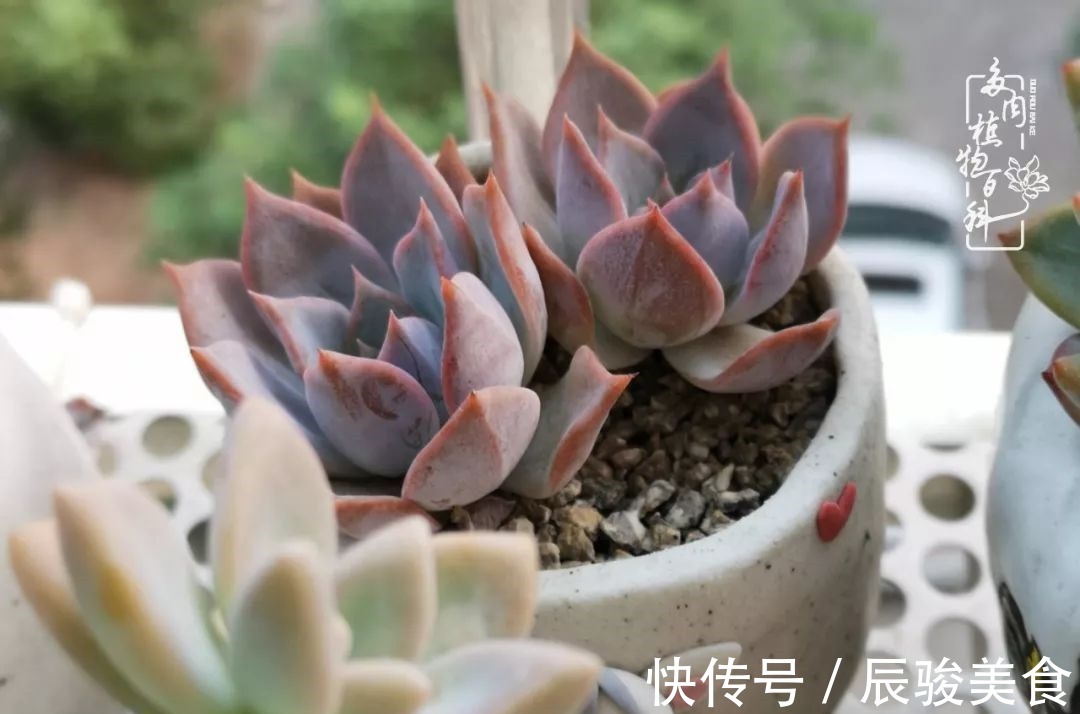 蓝苹果|经历一个夏天的摧残,方知皮实好养的多肉才是真爱!