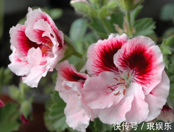 家里阳台不如养这些花卉,开花200天,一年四季又花赏,绚丽多姿