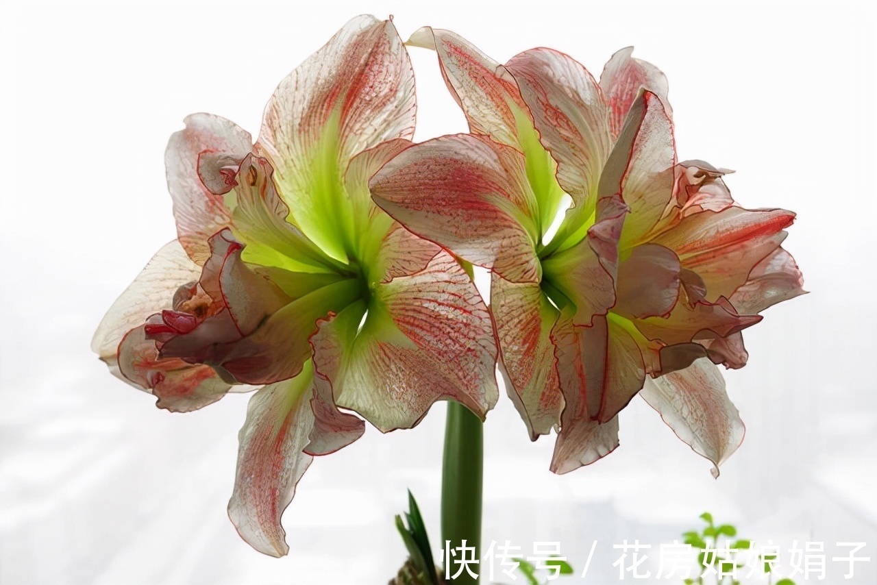 这9种花卉适应性强，各种抗性较高，适合在室内的环境中栽培