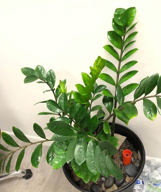 金钱树长得快、蹿新芽，注意一个问题，叶子绿得冒油！