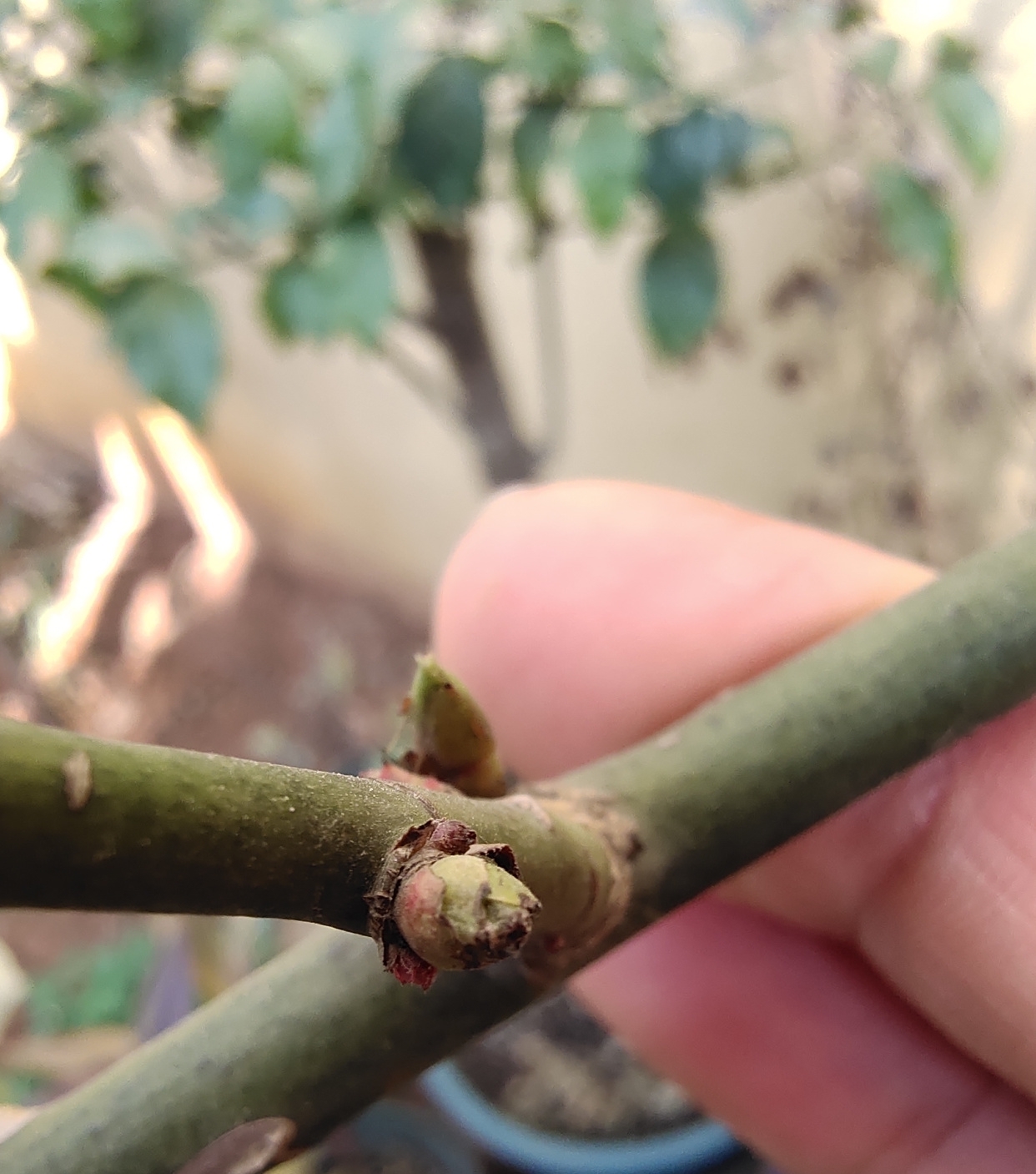 早春养月季,把握好3个词,生长开花不用愁