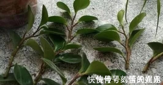 蟹爪兰|养花爱好者看过来这15种花现在“扦插”，生根快，一个周就长芽