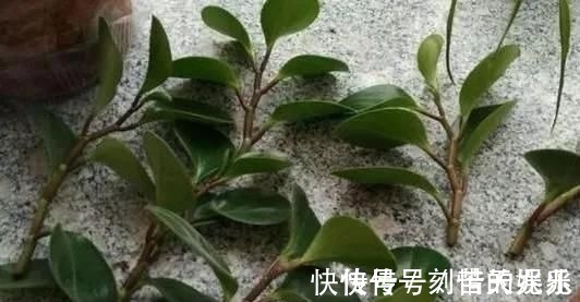 养花爱好者看过来这15种花现在“扦插”,生根快,一个周就长芽
