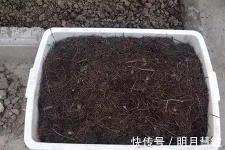 旧土|一招教你把旧土变新土,再也不用花钱买营养土种花了