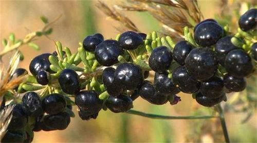 润肠|女性要排毒，多吃的食物，美容养颜，润肠通便，促进子宫排毒