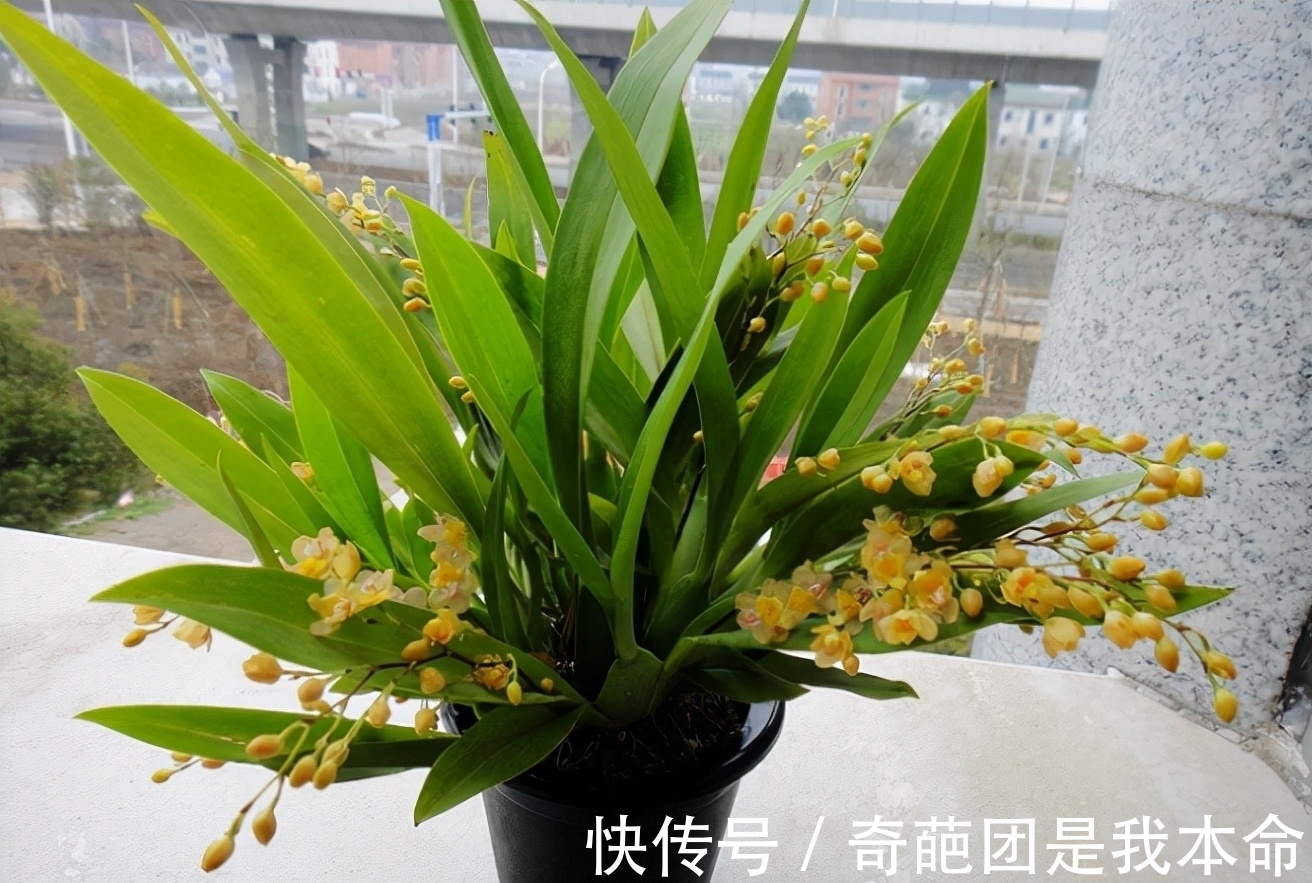 养花先养根,冬天并不需要根长的多快,而是要保证根不受损