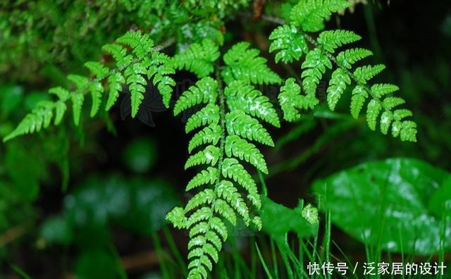 山上这种野草是制作盆栽的好材料,遇见了不要错过,能赚钱