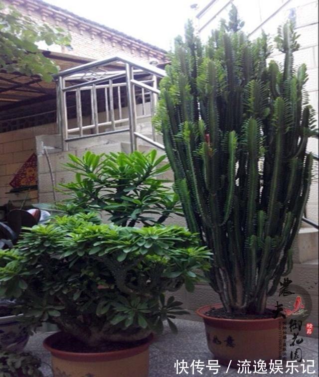 金枝玉叶|7种“富贵花”能活一百年,越养越值钱,家里的“摇钱树”