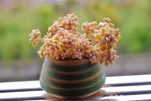 给多肉上色的秘密,学会了,再不担心多肉不好看