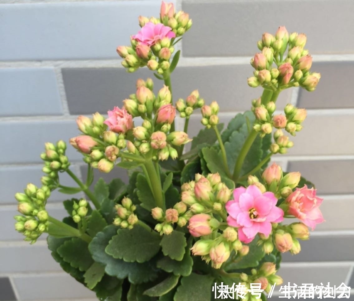 长寿花很好养，施点这种肥，叶片肥美又亮丽，花期能达150天