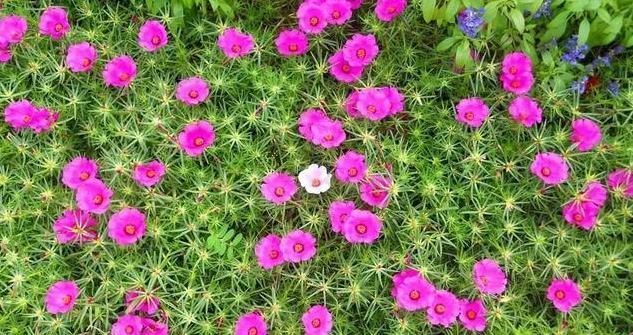 此种花,可以连开5个月,高端大气比牡丹美,掰个枝又长一棵