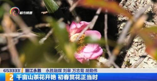 春天|花开正艳 赏花正当时