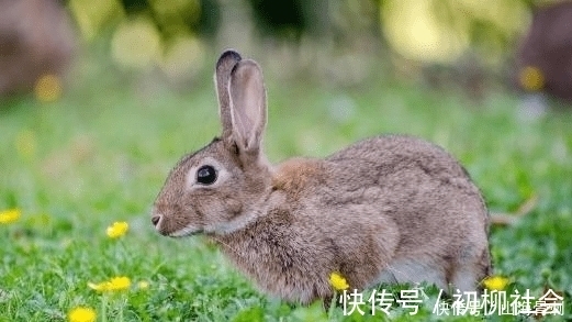 属兔|属兔人牛年走财运，下半年顺风顺水，脚踏实地走向人生巅峰