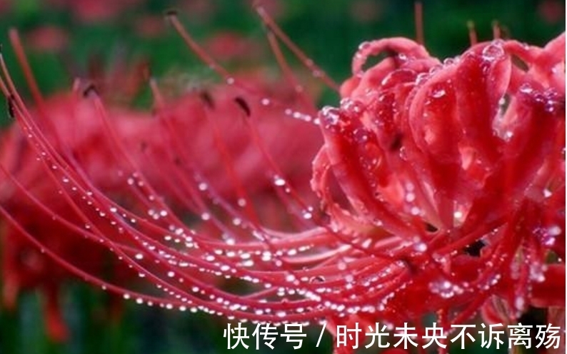 彼岸花的故事,颜色绚丽无比,花语充满彷徨跟追忆