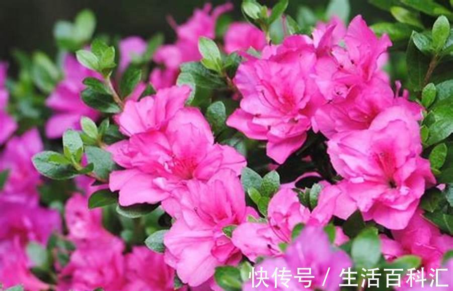 花瓣|养花试试这几款,花瓣周围一圈红边,好似少女裙沿的俏皮镶边