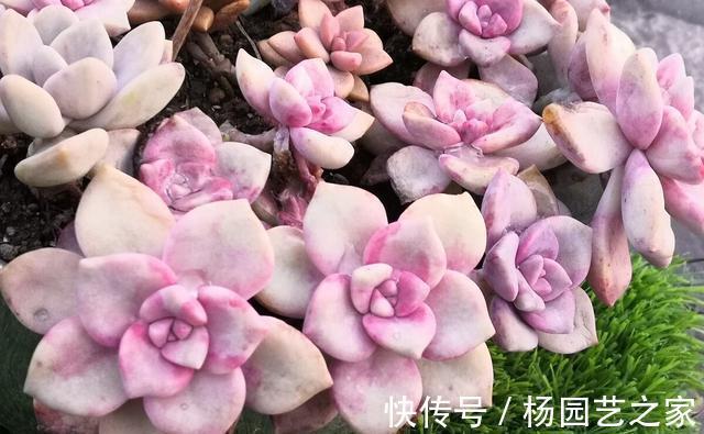 皮实|夏季养殖多肉,以下品种耐热耐晒,皮实又好养
