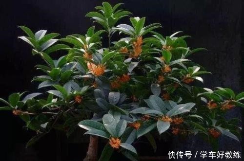 给桂花树施肥有“三个时期”和“四忌”之说,养桂花不能不了解!