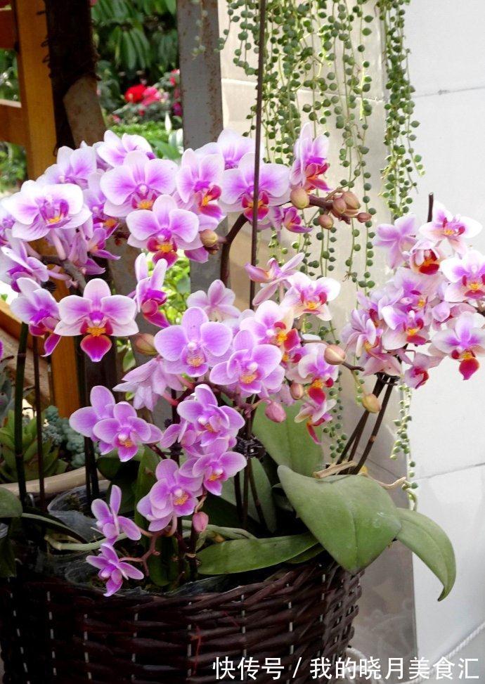 天冷就养“6种花”,越冷越爱开花,吉祥“喜庆”又高档