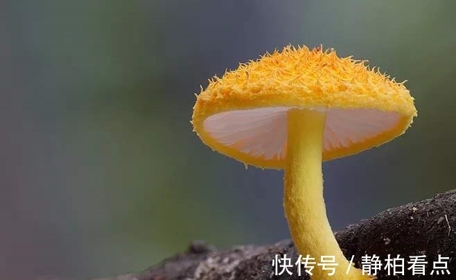 古代蘑菇中毒的解药,倭国僧人宁死不吃!