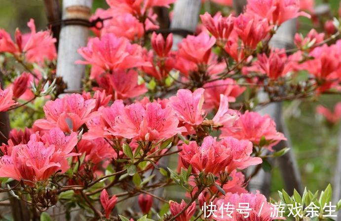 养花就这么简单,种过一两盆花就知道了,只要记住几个字