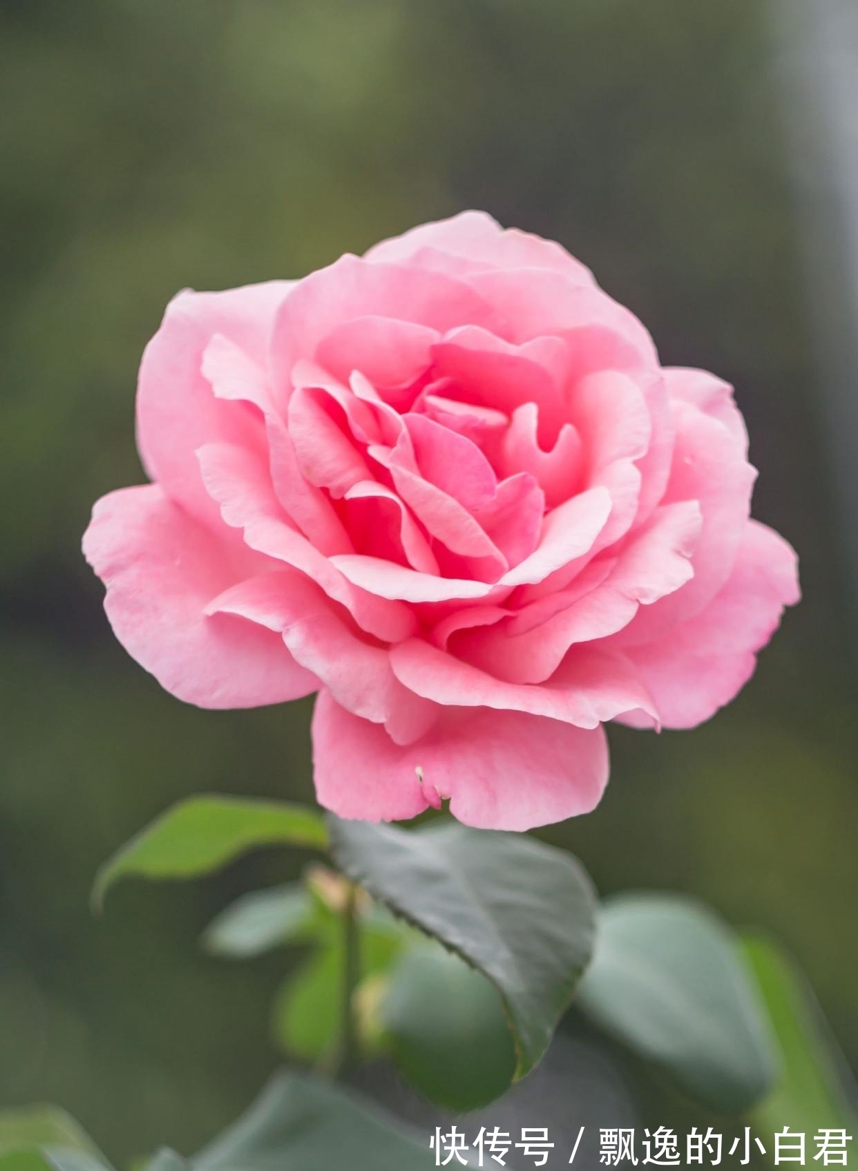 如斯夫#唐代很冷门的一首咏月诗,短短28字通俗接地气,讲的道理却很深刻