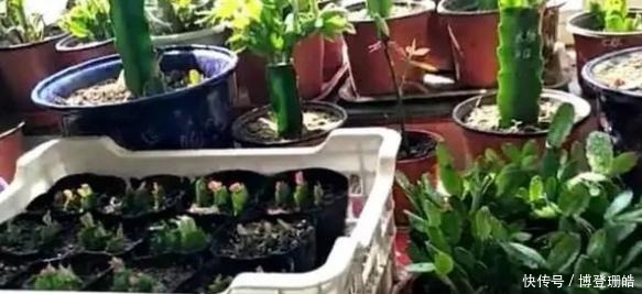 不烂|蟹爪兰喷点这个水,叶片杠杠厚,呼呼冒新芽,10年不烂根