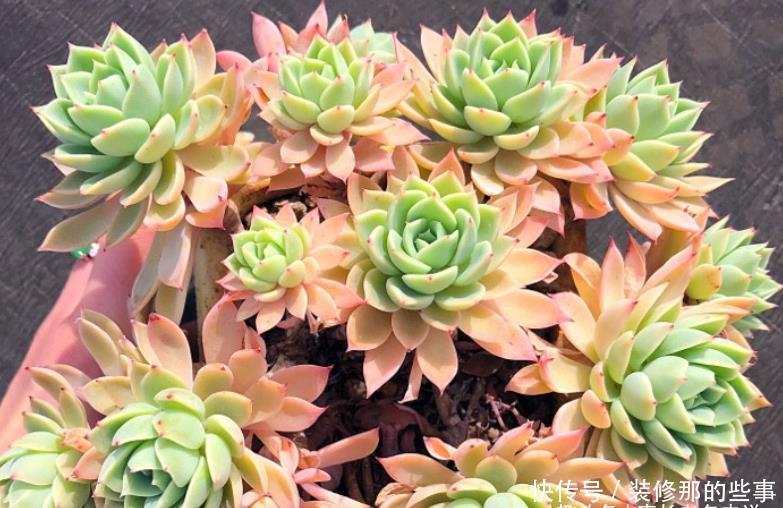 老桩|喜欢多肉三色堇的肉友很多,但你知道怎么给它配土和养护吗?