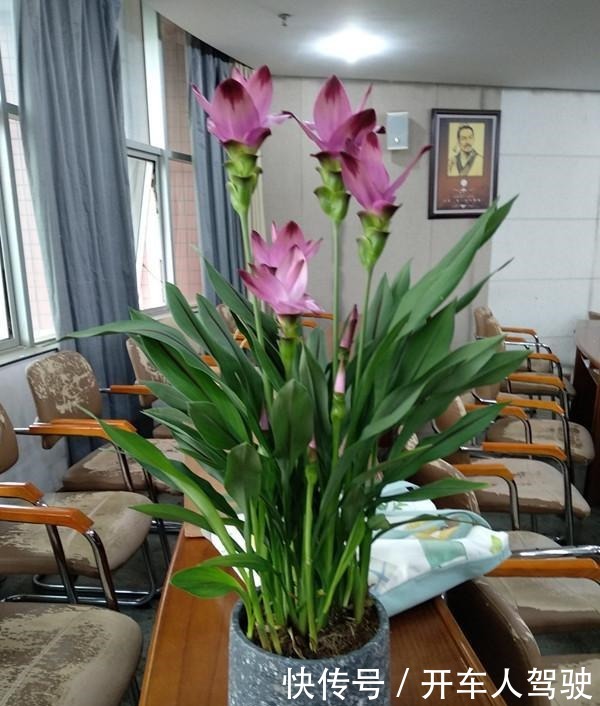 此花是世界名花,花朵超漂亮,花期长,养护简单,室内盆栽也可以!